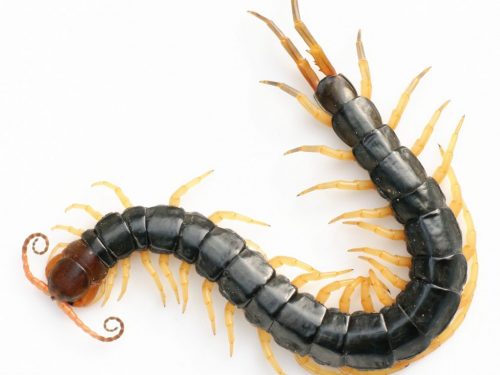 giải mã giấc mơ thấy rết và đánh con số nào để may mắn