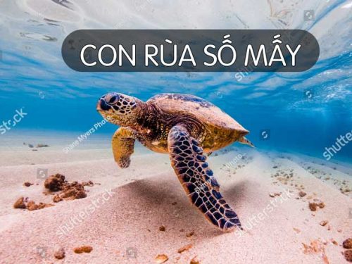 giải mộng số đề về con rùa