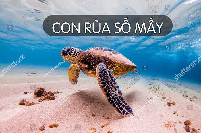 Con Rùa Số Mấy